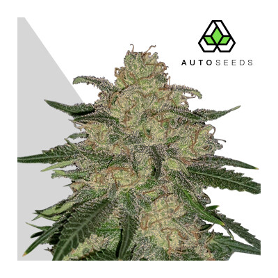 Auto Seeds - Mango Cookies Auto