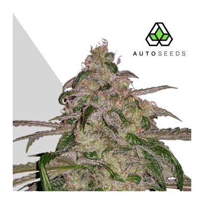 Auto Seeds - Moonrocks Auto