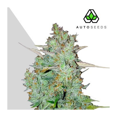 Auto Seeds - Northern Lights Auto