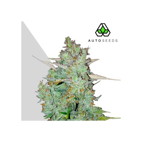 Auto Seeds - Northern Lights Auto