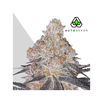 Auto Seeds - Permanent Marker Auto