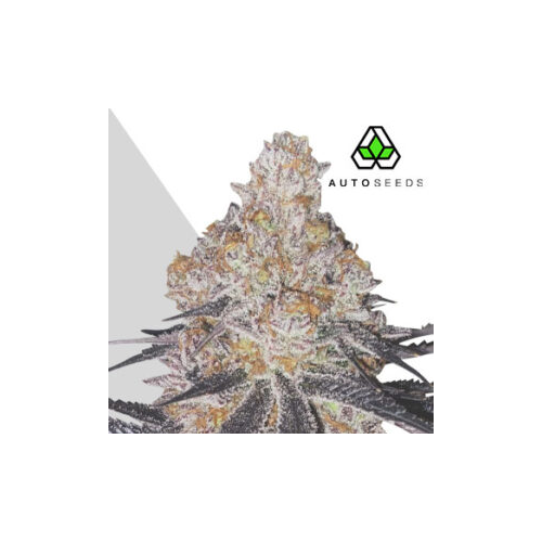 Auto Seeds - Permanent Marker Auto