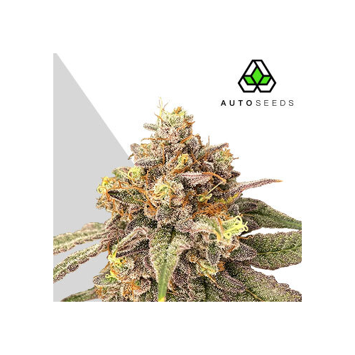 Auto Seeds - Pink Runtz Auto