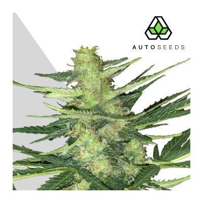 Auto Seeds - Polar Express Auto