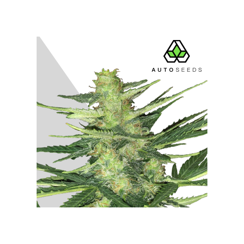 Auto Seeds - Polar Express Auto