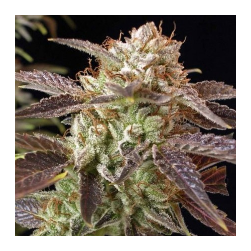 BC Bud Depot - BC Kush