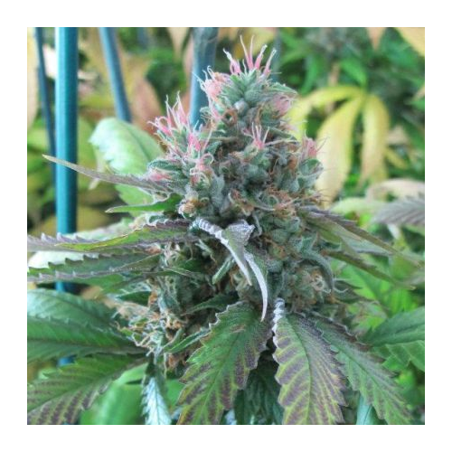 BC Bud Depot - CBD God Bud regular