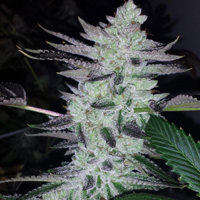 BC Bud Depot - Deliquent OG