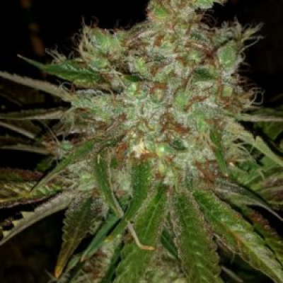 BC Bud Depot - Garlic Cheese