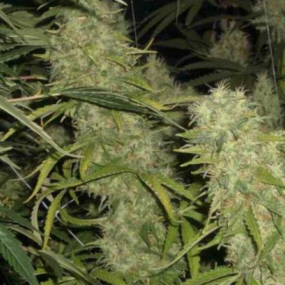 BC Bud Depot - Skunk #1 x Northern Lights