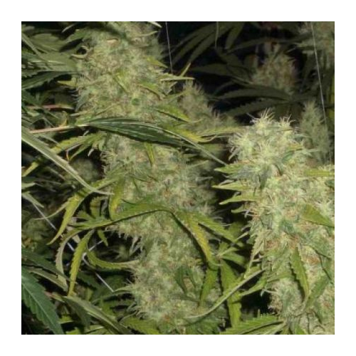 BC Bud Depot - Skunk #1 x Northern Lights