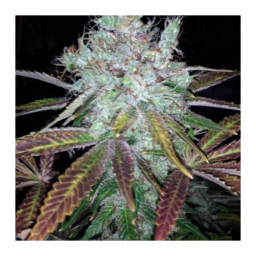 BC Bud Depot - Super Lemon Jack