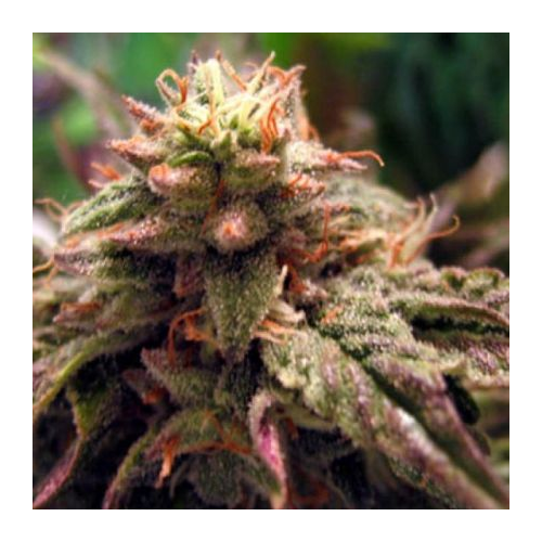 BC Bud Depot - Sweet God