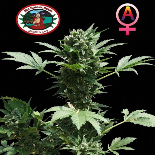 Big Buddha Seeds - Automatic