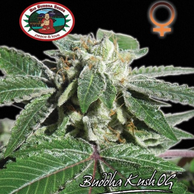 Big Buddha Seeds - Buddha Kush OG