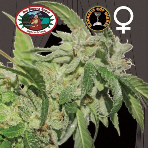 Big Buddha Seeds - Buddha Tahoe OG