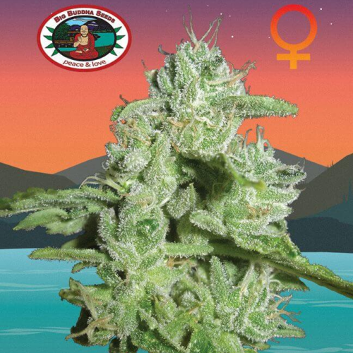 Big Buddha Seeds - California Orange Cheese