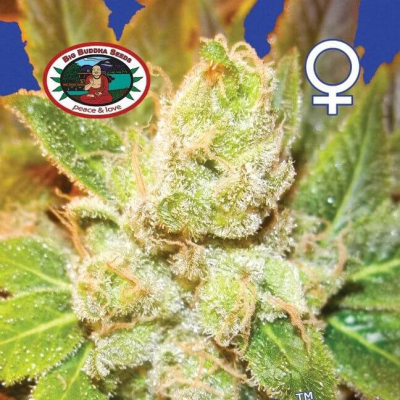 Big Buddha Seeds - Cookies and Cream Cheese