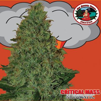 Big Buddha Seeds - Critical Mass Auto