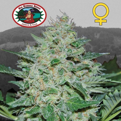 Big Buddha Seeds - Freeze Cheese 89