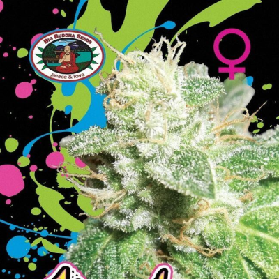 Big Buddha Seeds - Head Cheese
