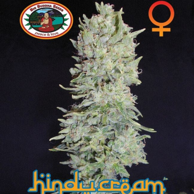 Big Buddha Seeds - Hindu Cream