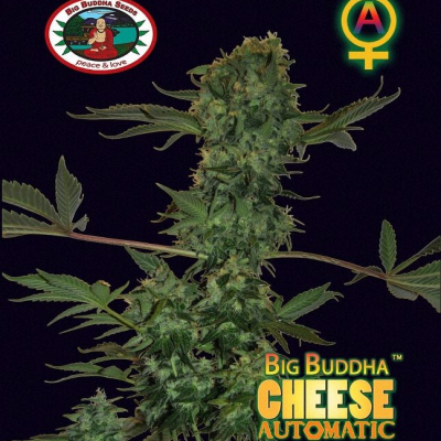 Big Buddha Seeds - Big Buddha Cheese Automatic