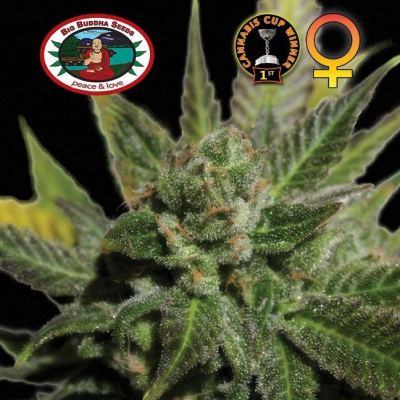 Big Buddha Seeds - Big Buddha Cheese