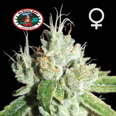 Big Buddha Seeds - Black Cheese