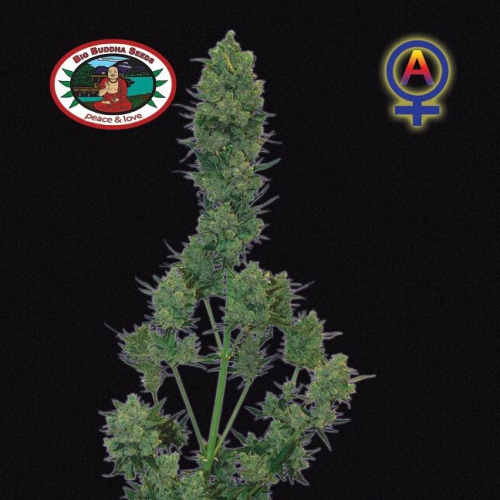 Big Buddha Seeds - Blue Cheese Automatic