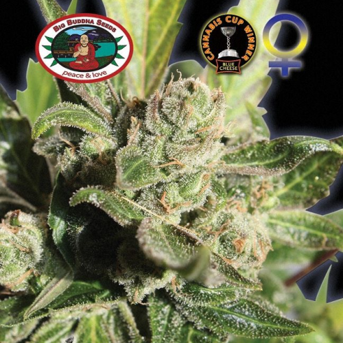 Big Buddha Seeds - Blue Cheese