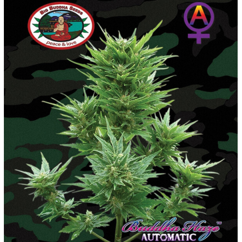 Big Buddha Seeds - Buddha Haze Automatic
