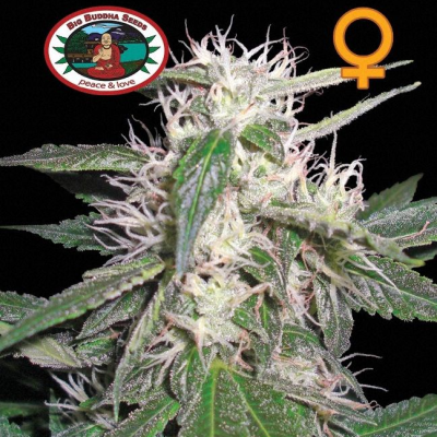 Big Buddha Seeds - Cheese Dawg