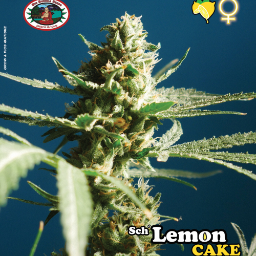 Big Buddha Seeds - Lemon Cake