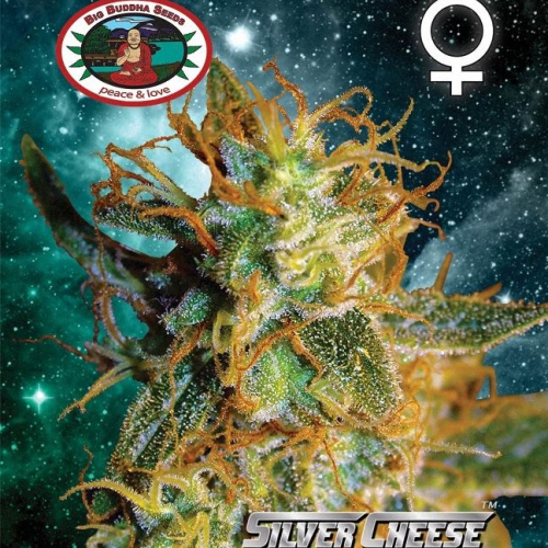Big Buddha Seeds - Silver Cheese