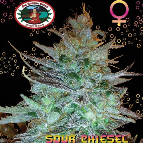 Big Buddha Seeds - Sour Chiesel