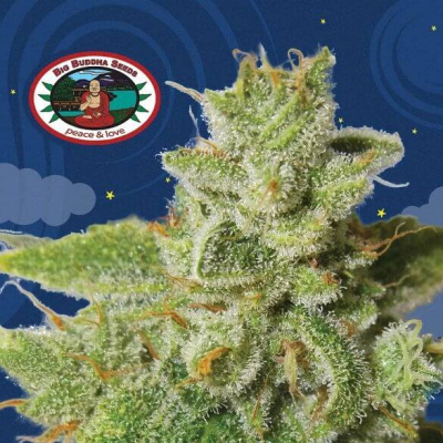Big Buddha Seeds - Cherry Moon Pie