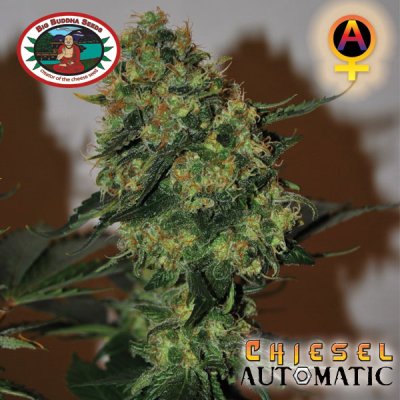 Big Buddha Seeds - Chiesel Automatic