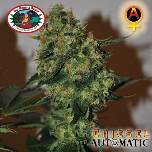 Big Buddha Seeds - Chiesel Automatic