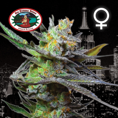 Big Buddha Seeds - King Kong