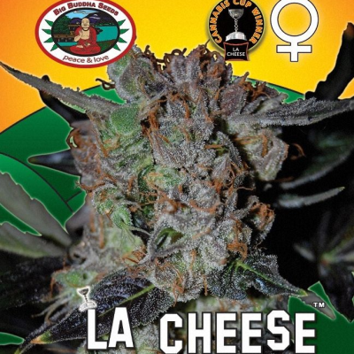 Big Buddha Seeds - LA Cheese
