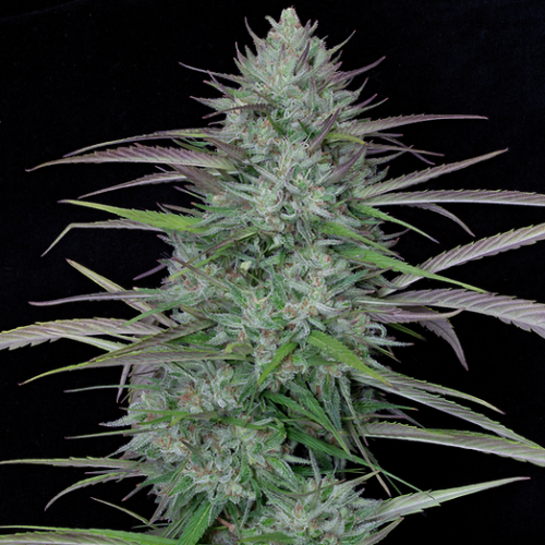 Big Head Seeds - Gorilla Cookies