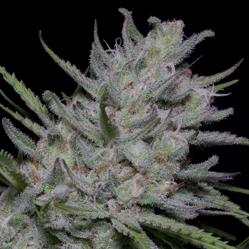 Big Head Seeds - Bighead Superfast Auto