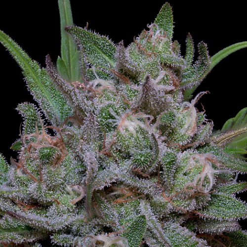 Big Head Seeds - Trippy Sherbert Punch Auto