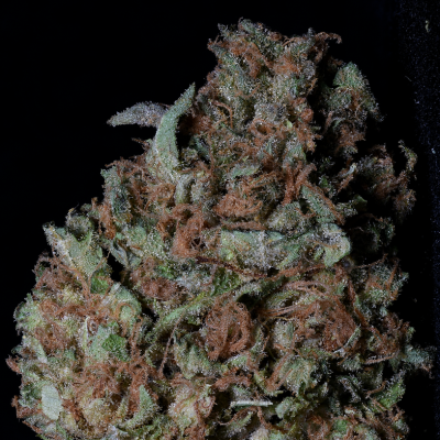 Big Head Seeds - Zkittelz