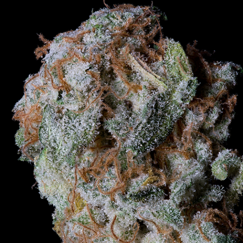 Big Head Seeds - Sherbet Glue