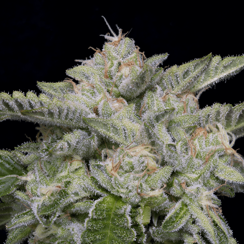 Big Head Seeds - Skywalka Ghost Kush