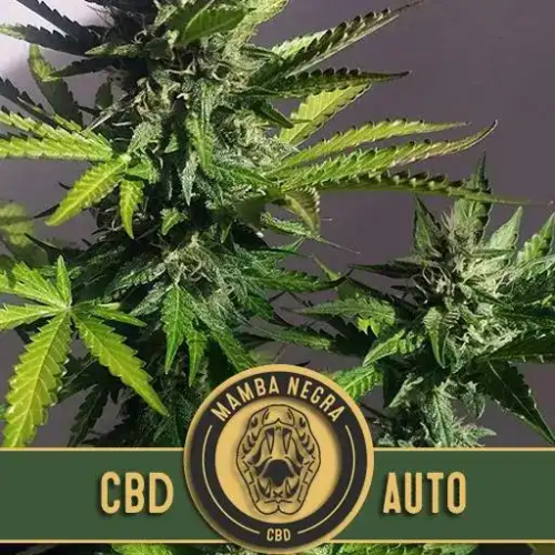 Blimburn Seeds - Mamba Negra CBD Auto