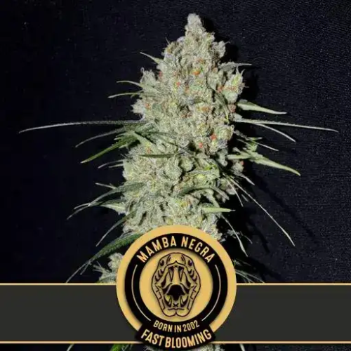 Blimburn Seeds - Mamba Negra Fast