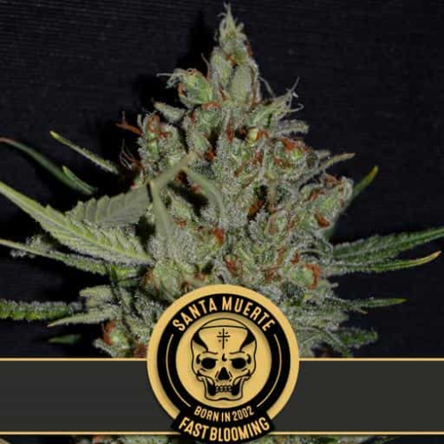 Blimburn Seeds - Santa Muerte Fast